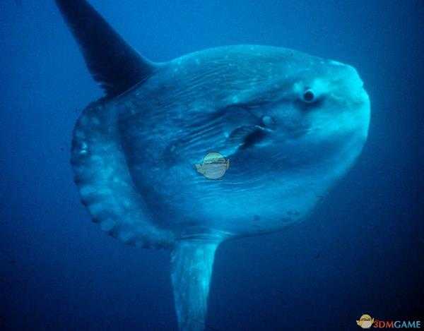 《集合啦！动物森友会》翻车鱼图鉴