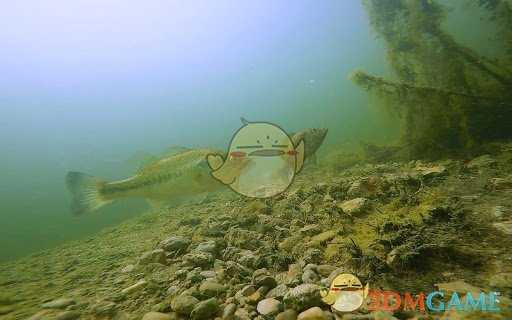 《集合啦！动物森友会》蓝腮太阳鱼图鉴