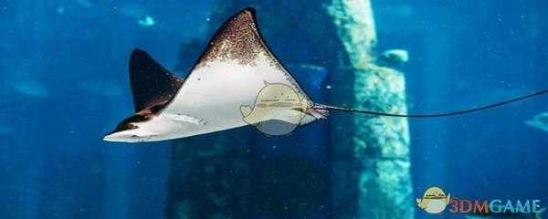 《集合啦！动物森友会》鳐鱼图鉴