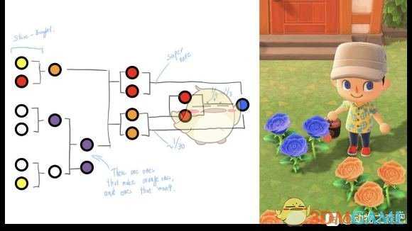 《集合啦！动物森友会》蓝玫瑰种植心得分享