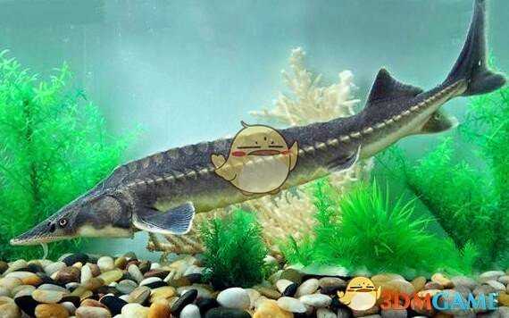 《集合啦！动物森友会》鲟鱼图鉴