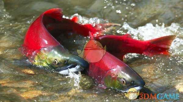 《集合啦！动物森友会》鲑鱼图鉴