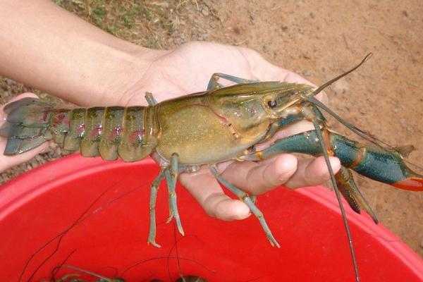 《集合啦！动物森友会》淡水龙虾图鉴