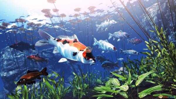 《我的锦鲤》玩法介绍