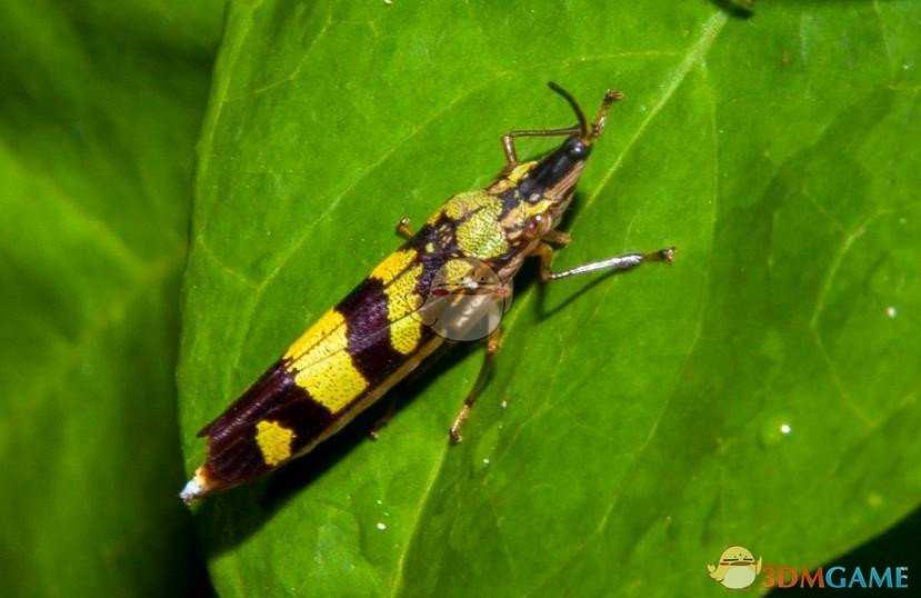 《地下蚁国》动物图鉴一览