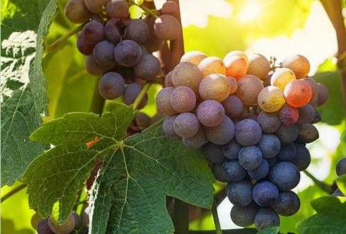 葡萄怎样越冬最省事(葡萄冬天怎么过冬)
