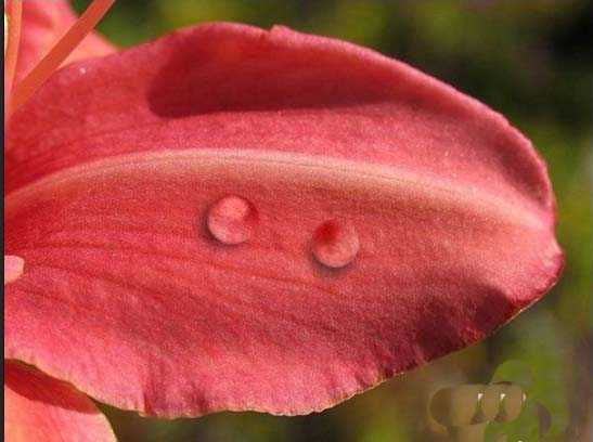 ps怎么制作花瓣上有露水的效果?