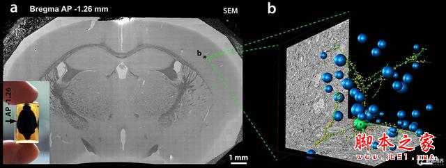 科学家能将人脑上传到计算机?